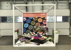 Pot-Petunia Prettytoonia van PAC.